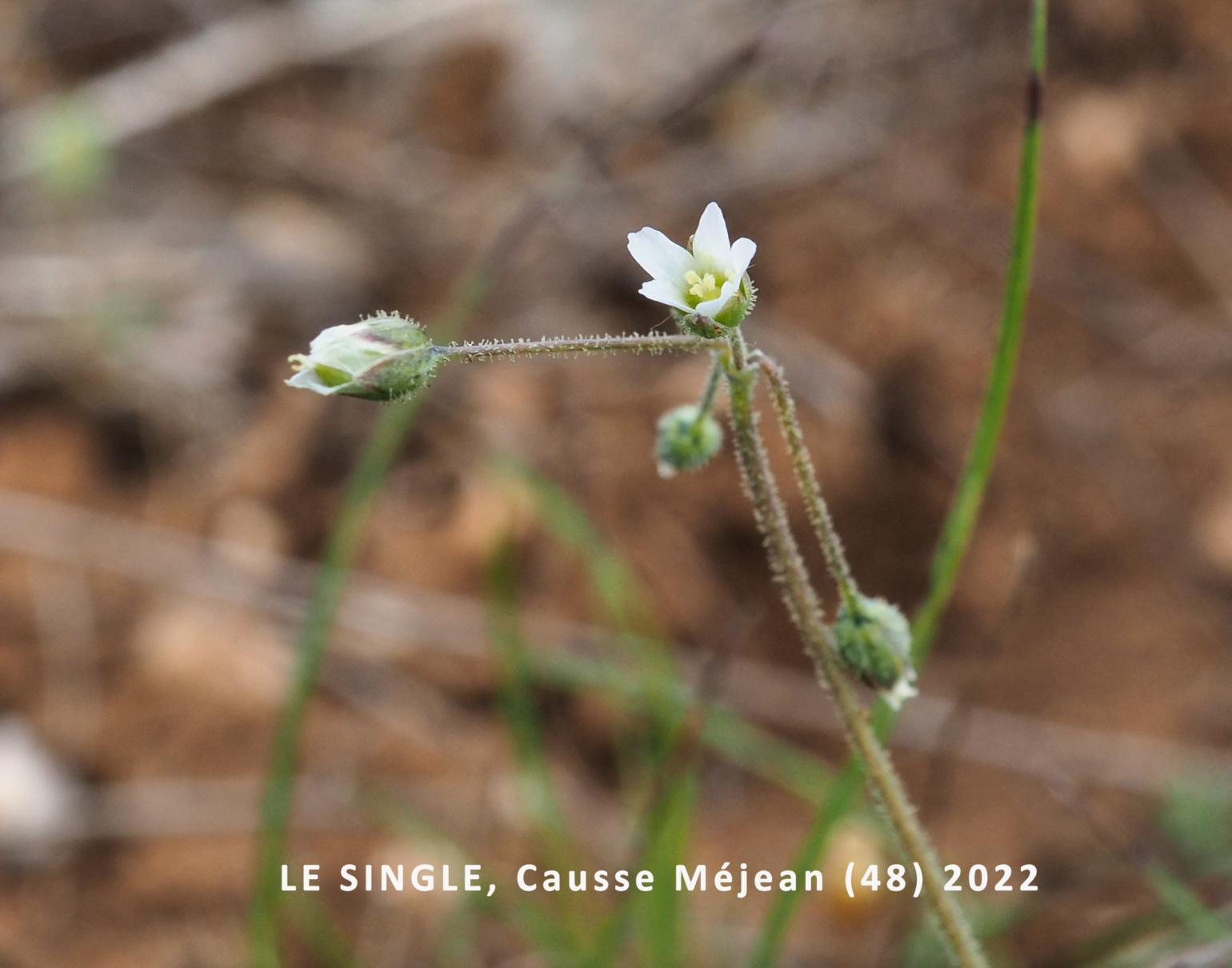 Chickweed, Jagged